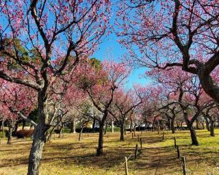 千葉市若葉区千城台西1丁目(千城台西第3公園)
