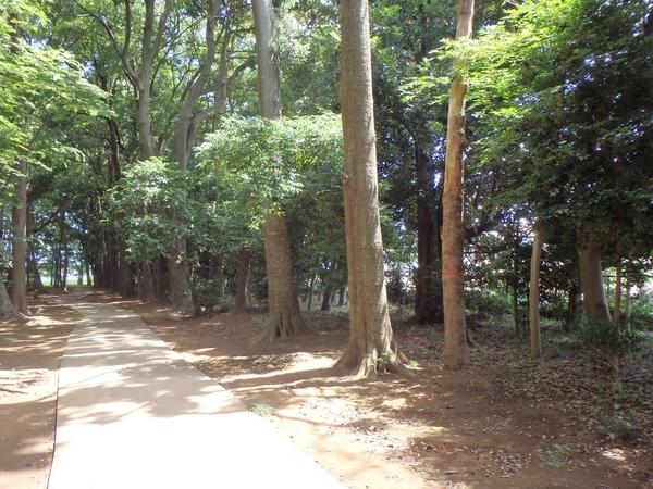 八千代市八千代台西１０丁目　１号棟(八千代台西市民の森)