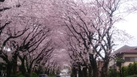 海老名市杉久保北5丁目の土地(綾西緑地)