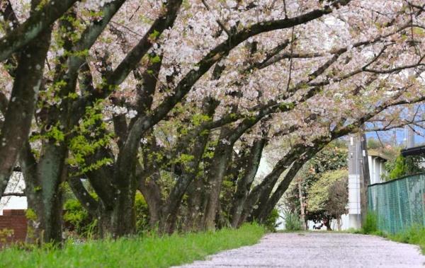 越生町上野東第５　新築分譲住宅　全６棟(越生町運動公園)