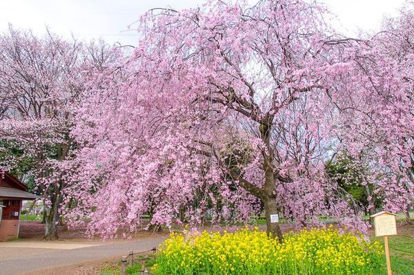 シティテラス小金井公園(小金井公園)