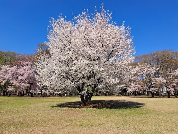 西東京市向台町６丁目の新築一戸建