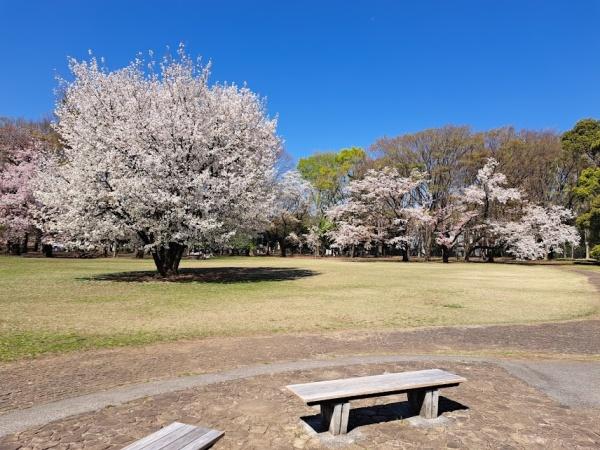 西東京市向台町６丁目の新築一戸建(小金井公園)