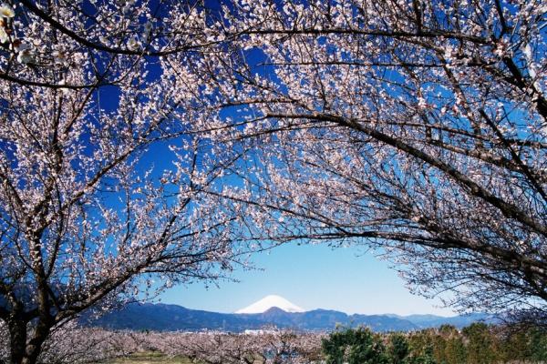 小田原市曽我原の中古一戸建て(曽我梅林)