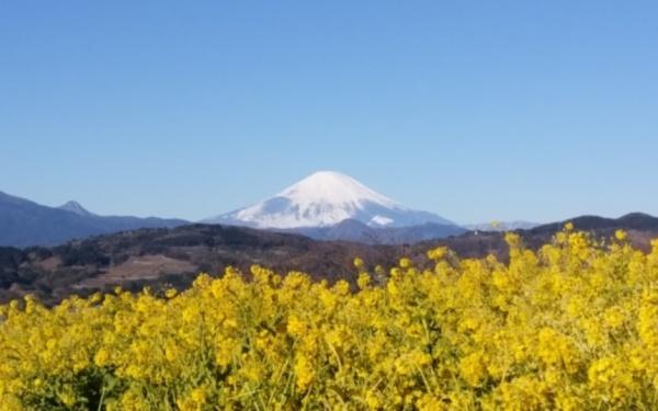 中郡二宮町百合が丘3丁目の土地(吾妻山公園)