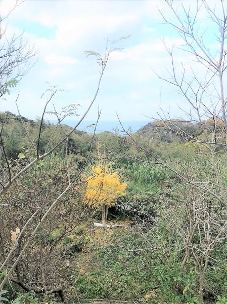 糸島市志摩桜井の土地