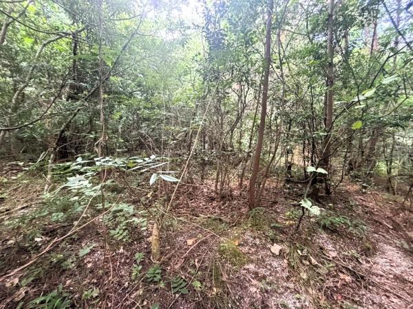 福岡市早良区大字内野字熊山土地
