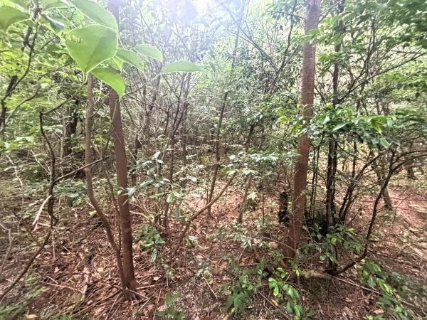 福岡市早良区大字内野の土地