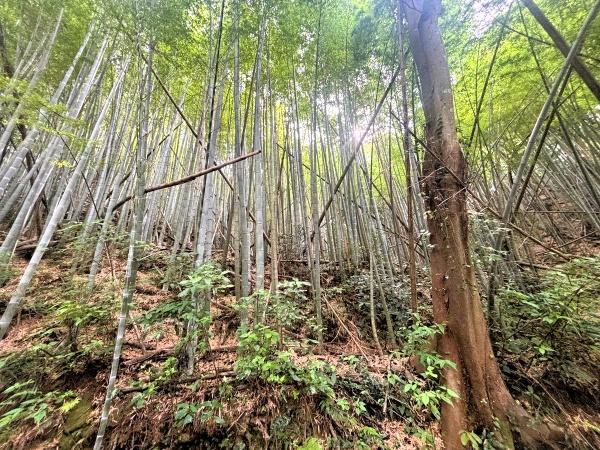 糸島市川付字荒平土地