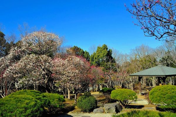 千葉市中央区星久喜町 新築戸建(青葉の森公園)
