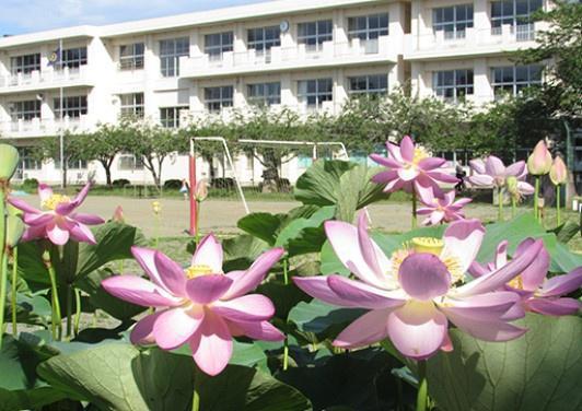 千葉市若葉区中田町の新築一戸建(千葉市立白井小学校)