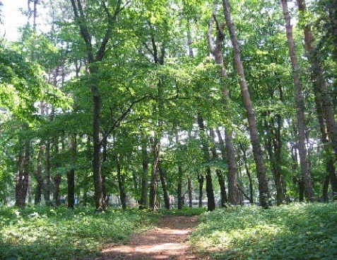 千葉市中央区仁戸名町　新築戸建(松ケ丘緑地)