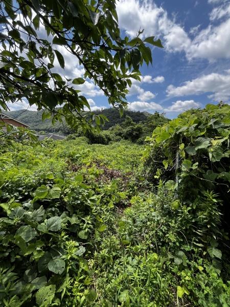 神戸市北区有野町唐櫃の土地