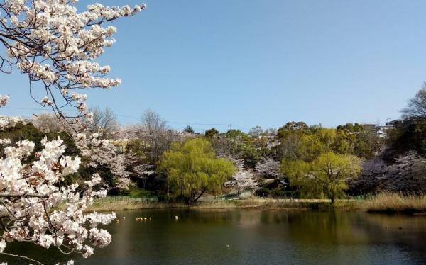 ホーユウパレス神戸塩屋(塩屋台公園)