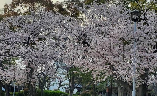 Mプラザ枚方弐番館(堂山公園)