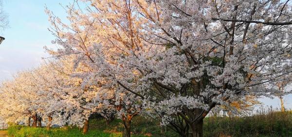 アルモニー和泉中央壱番館(中央公園)
