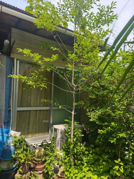 京都市伏見区西大手町の土地