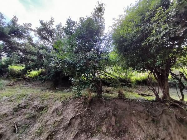 京都市左京区岩倉上蔵町の土地(現地土地写真)