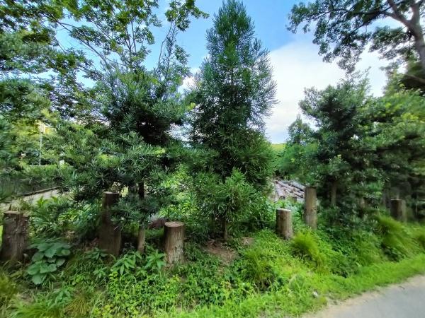 京都市左京区岩倉上蔵町の土地(現地土地写真)