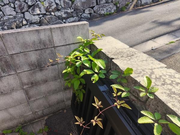 京都市左京区鹿ケ谷桜谷町の土地