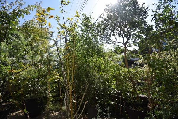 つくば市みどりの１丁目の中古一戸建て