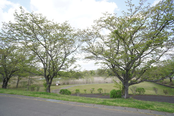 平屋の建売　つくば市今鹿島８期　1号棟(大久保公園)