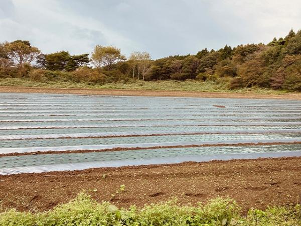 八戸市大字金浜字家ノ向の土地(現地土地写真)