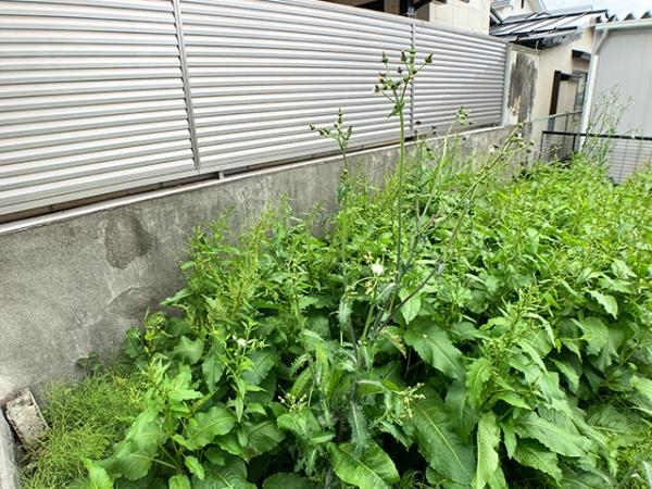 八戸市根城６丁目の土地