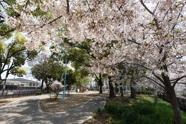 大阪市東住吉区西今川４丁目の新築一戸建(今川緑道)