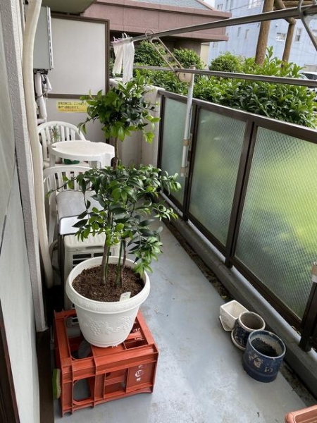 エンゼルハイム長伏