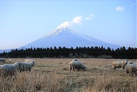 裾野市須山の土地(忠ちゃん牧場)