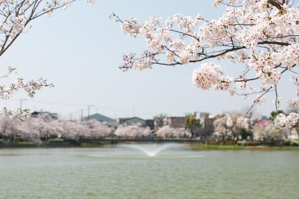 ダイアパレス帝塚山(万代池公園)