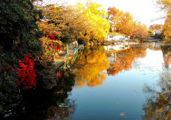 クリオ武蔵関1番館(武蔵関公園(秋))