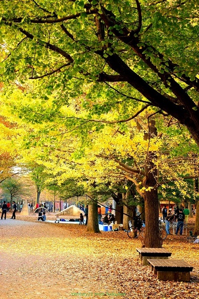 西東京市向台町6丁目の土地(都立小金井公園)