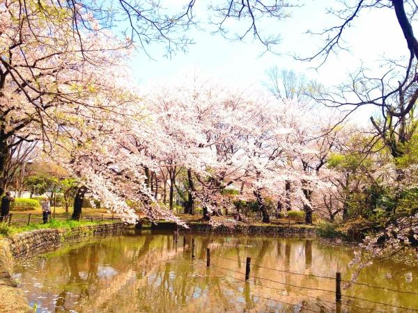 練馬区上石神井南町の土地