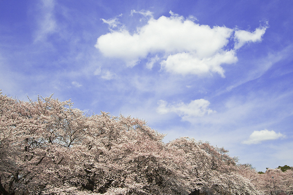 西東京市新町5丁目の土地(都立小金井公園)