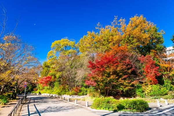 練馬区下石神井6丁目の土地(東京都立石神井公園)