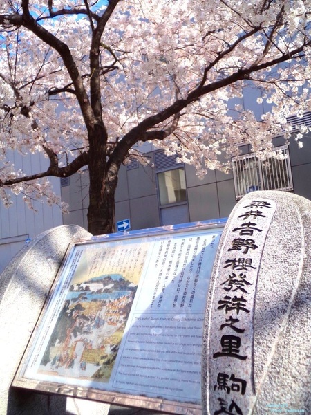 豊島区巣鴨4丁目の土地(染井吉野桜記念公園)