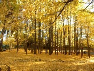 練馬区大泉町1丁目の新築一戸建(稲荷山憩いの森)