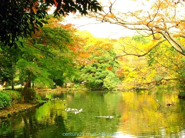 杉並区松ノ木２丁目の新築一戸建(東京都立和田堀公園)