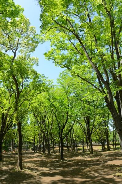 練馬区桜台５丁目の土地