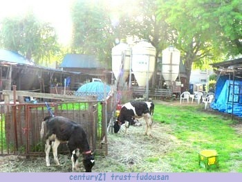 練馬区東大泉３丁目の土地(小泉牧場)