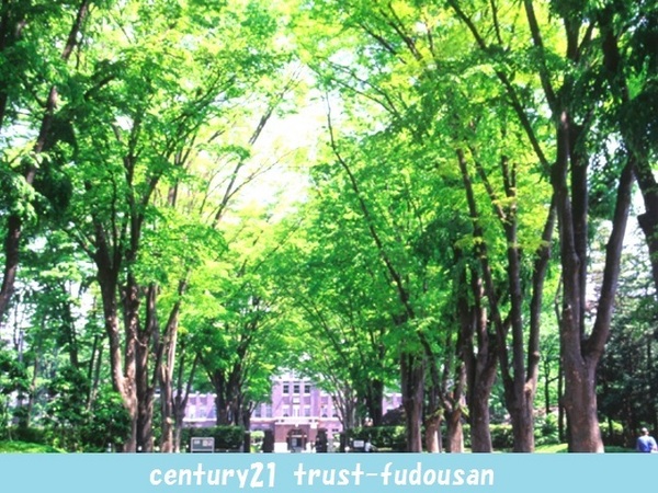グランドメゾン吉祥寺(成蹊学園ケヤキ並木)