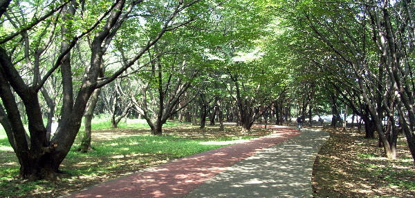 練馬区大泉学園町７丁目の土地(和光樹林公園)
