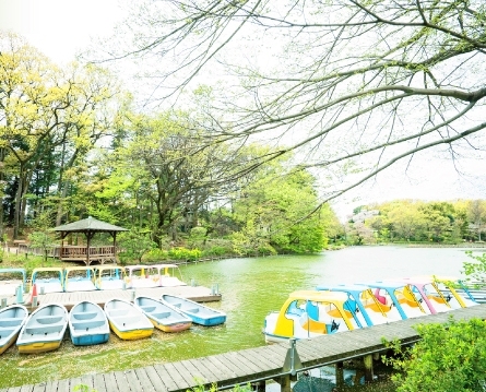 杉並区善福寺４丁目の新築一戸建(善福寺池（上池・下池）)