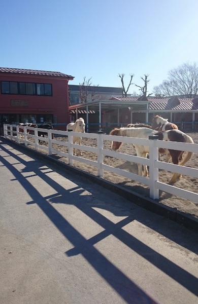 ダイアパレス金町第一(水元中央公園)