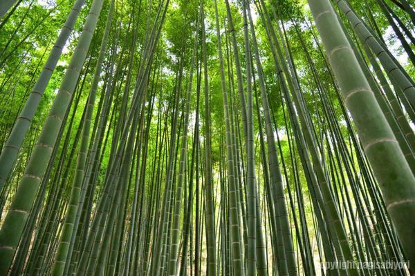 鎌倉市浄明寺１丁目の土地(報国寺)