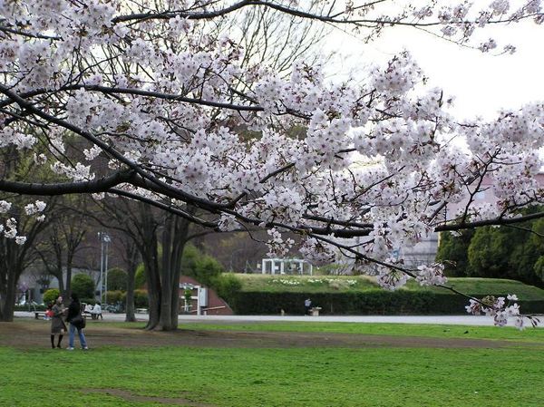 パークタウン茅ヶ崎(中央公園)