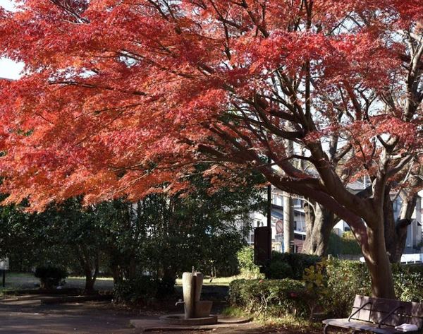 藤沢市弥勒寺3丁目の中古一戸建て(御幣公園)