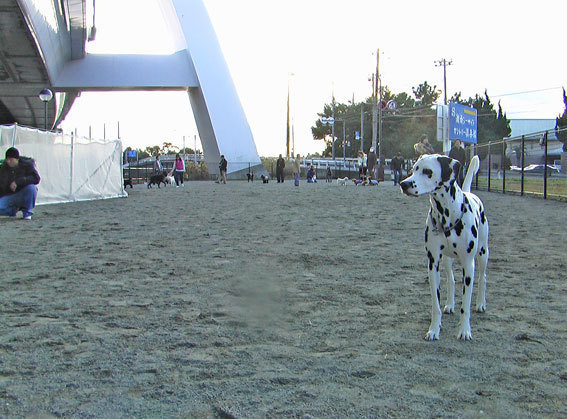 茅ヶ崎市柳島第11　新築戸建6号棟　全8棟(湘南ドックパーク)